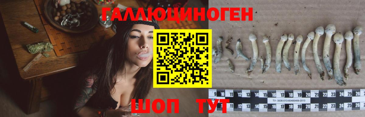 Галлюциногенные грибы Psilocybine cubensis Дубна